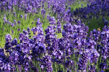 hokkaido-lavender-12.jpg